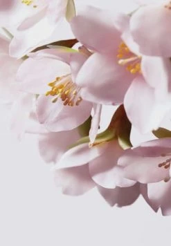 SHISEIDO WHITE LUCENT 50ml -Angebote Gesichtspflege Store unnamed file 150