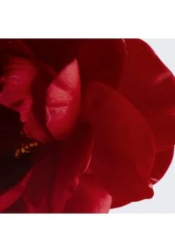 CHANEL REVITALISIERENDES SERUM 30ml -Angebote Gesichtspflege Store unnamed file 248